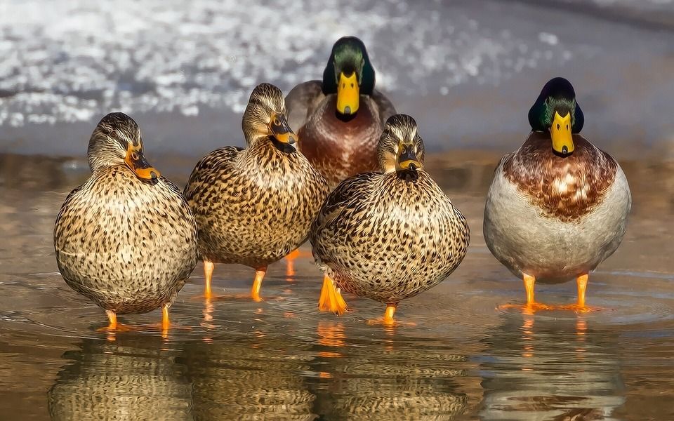 Meskipun Baru Menetas Jenis Bebek Ini Bisa Mencari Makanan