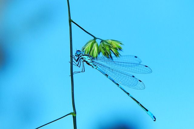 Tafsir Mimpi Melihat Capung, Benarkah Ini Malah Sebuah Pertanda Buruk? -  Semua Halaman - Suar