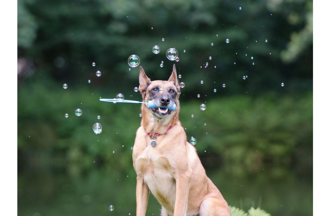 Ingin Coba Melatih Hewan Ini Hewan Hewan Yang Mudah Dilatih