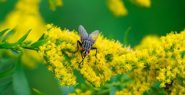 Tafsir Mimpi Membunuh Lalat, Pertanda Apakah Sebenarnya Ini? - Semua  Halaman - Suar