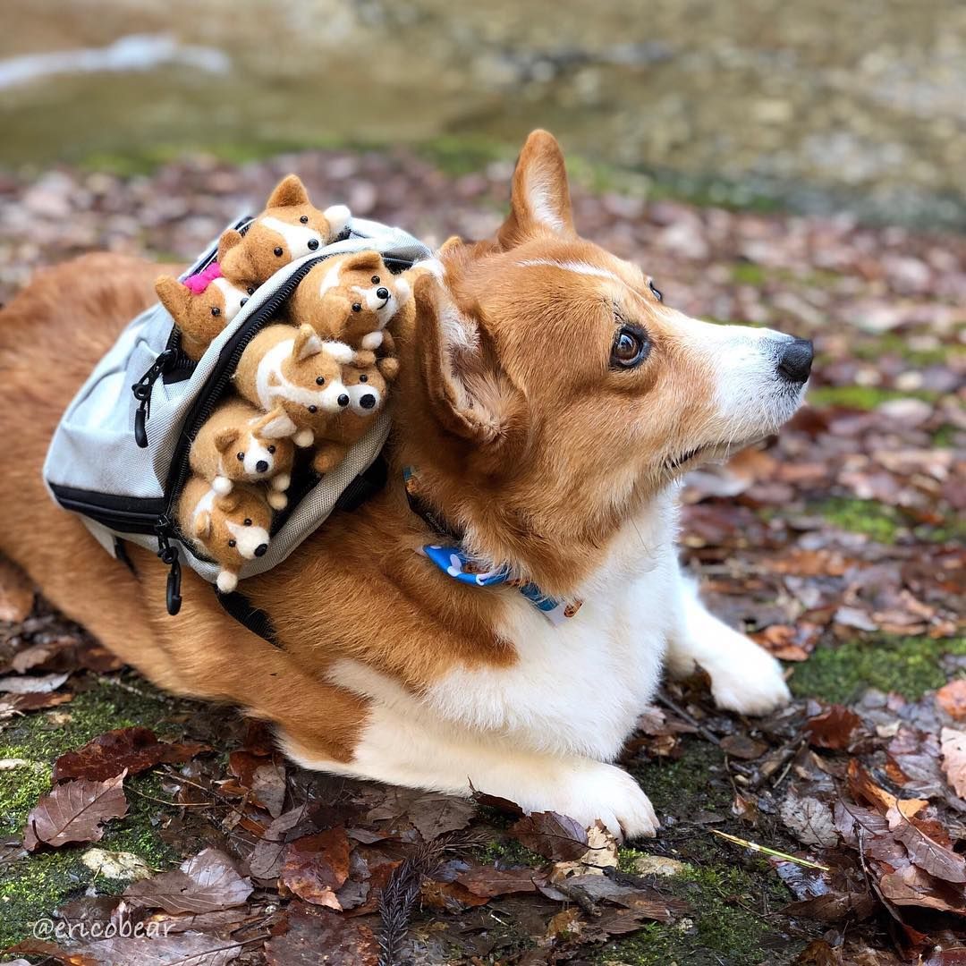 Selebgram Corgi Terlucu Di Dunia Ini 7 Fotonya Yang Gemes Abis Selebgram Corgi Terlucu Di Dunia Ini 7 Fotonya Yang Gemes Abis