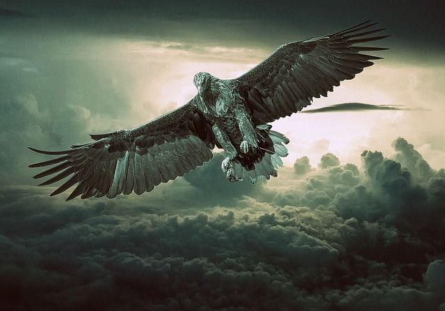 Kode Togel Elang Biru
, Tafsir Mimpi Burung Elang Menurut Primbon Jawa Pertanda Apakah Ini Semua Halaman Suar