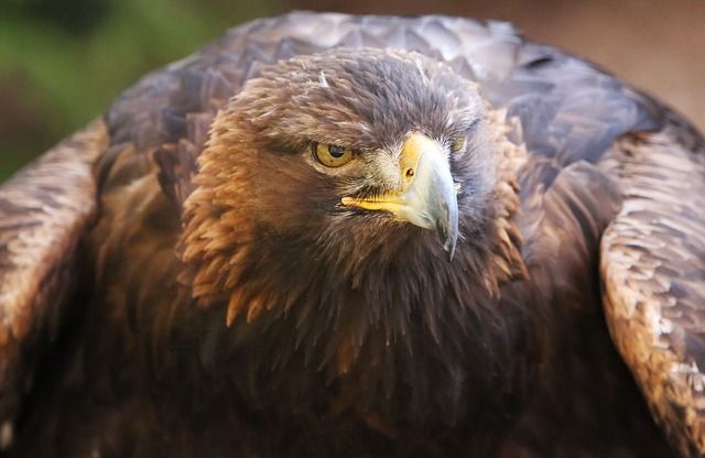 Shio Togel Burung Elang
, Tafsir Mimpi Burung Elang Menurut Primbon Jawa Pertanda Apakah Ini Semua Halaman Suar