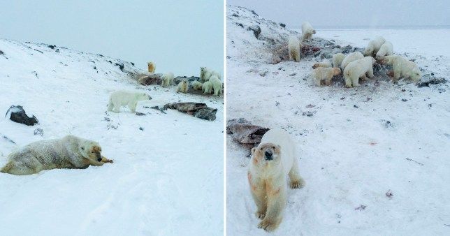 Sebanyak 56 Beruang Kutub Datangi Desa Di Rusia Untuk Cari Makan