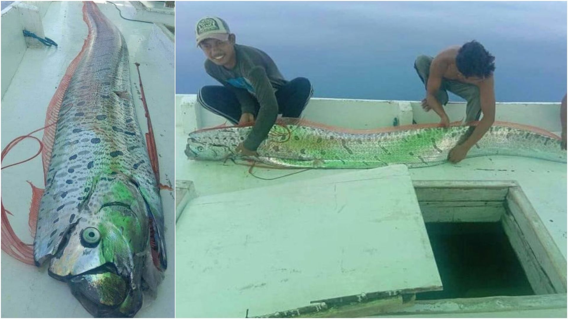 Kumpulan Kenapa Ikan Laut Dalam Tidak Berpengaruh Tekanan Air HD Terbaru