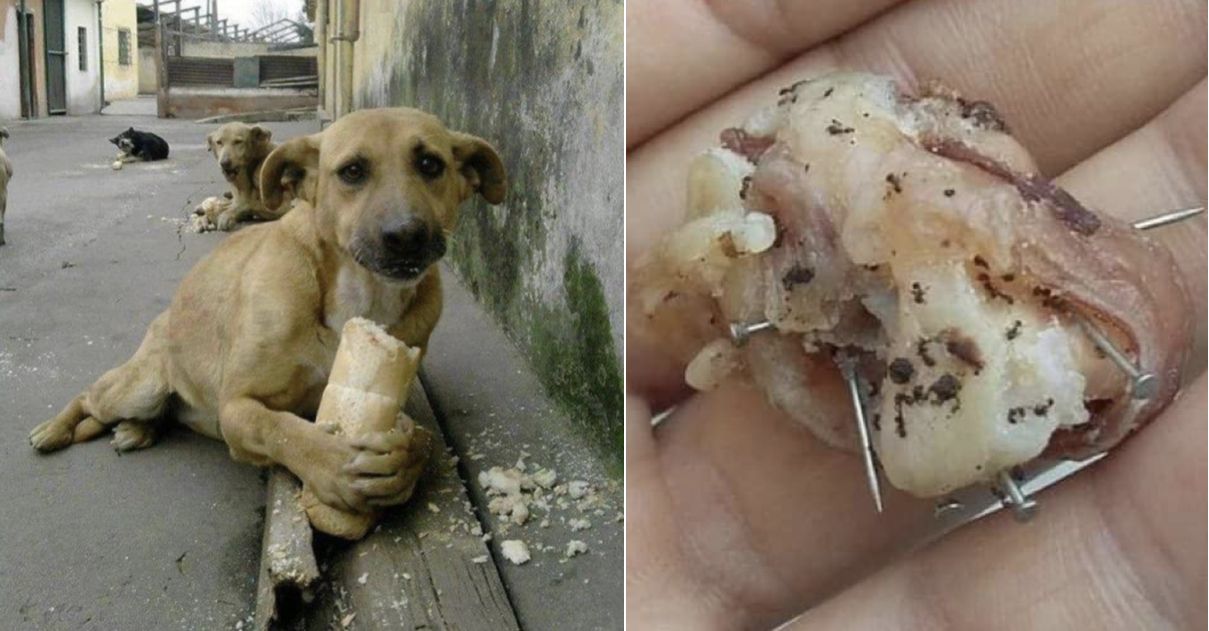 Miris Anjing Liar Ini Diberi Makan Roti Dan Sosis Dengan Isian