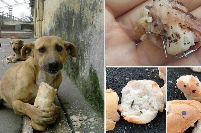 Menyedihkan Anjing Anjing Liar Ini Sengaja Diberi Makanan Dengan