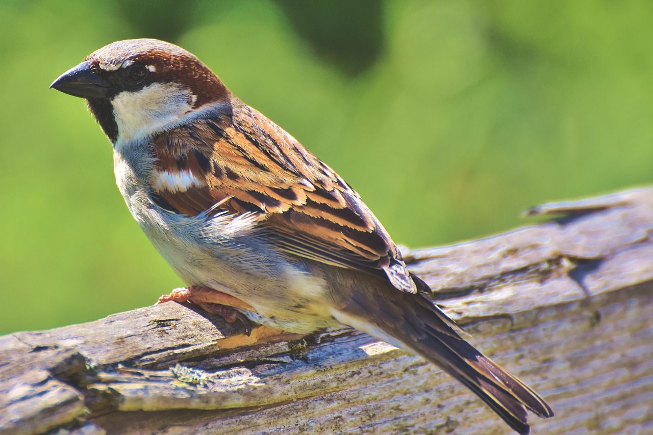 Mitos 5 Burung Ini Masuk Rumah Pertanda Baik Atau Burukkah Ini Semua Halaman Suar