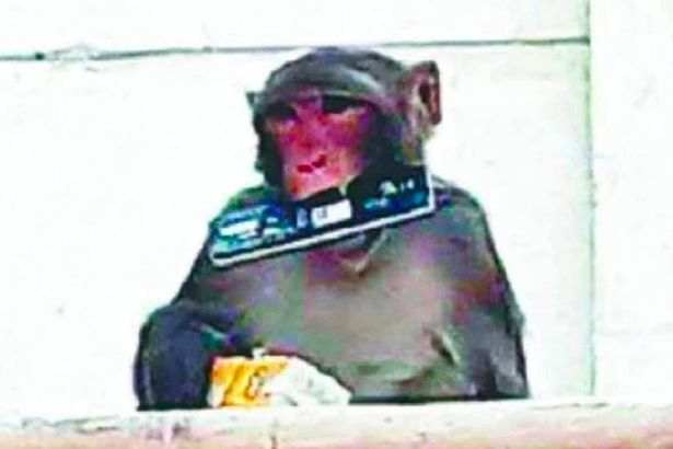 Makin Brutal Seekor Monyet Liar Menyerang 100 Orang Dalam 10 Hari Warga Sampai Senjatai Diri Mereka Agar Selamat Semua Halaman Intisari