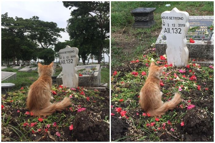 Ditinggal Mati oleh Majikan, Kucing Ini Tak Mau Makan dan Jadi 