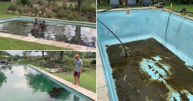 Terkejut Menemukan Hewan Paling Berbahaya Di Kolam Renang Rumahnya Keluarga Ini Sampai Harus Bersihkan Kotoran Hewan Itu Seberat 100 Kg Semua Halaman Wiken