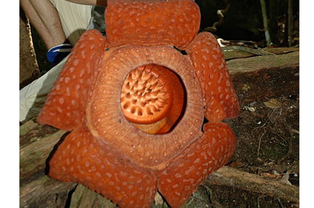 Wah Bunga Rafflesia Terbesar Di Dunia Mekar Di Sumatra
