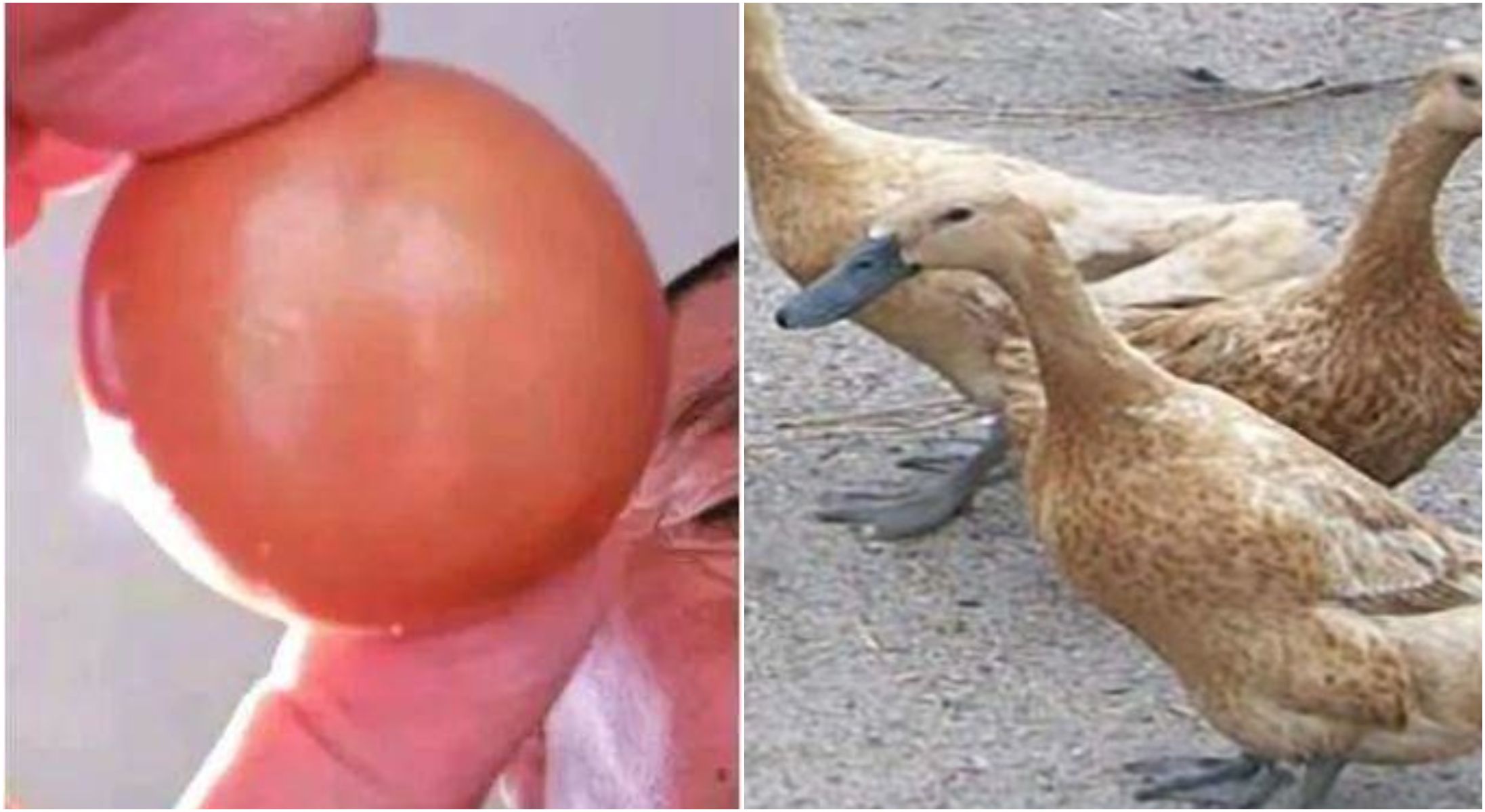 54 Gambar Bebek Untuk Kolase Gratis Terbaru 54 Gambar Bebek Untuk Kolase Gratis Terbaru