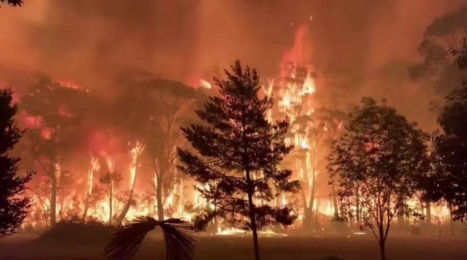 Contoh Kalimat Fakta Tentang Kebakaran Hutan / Teks