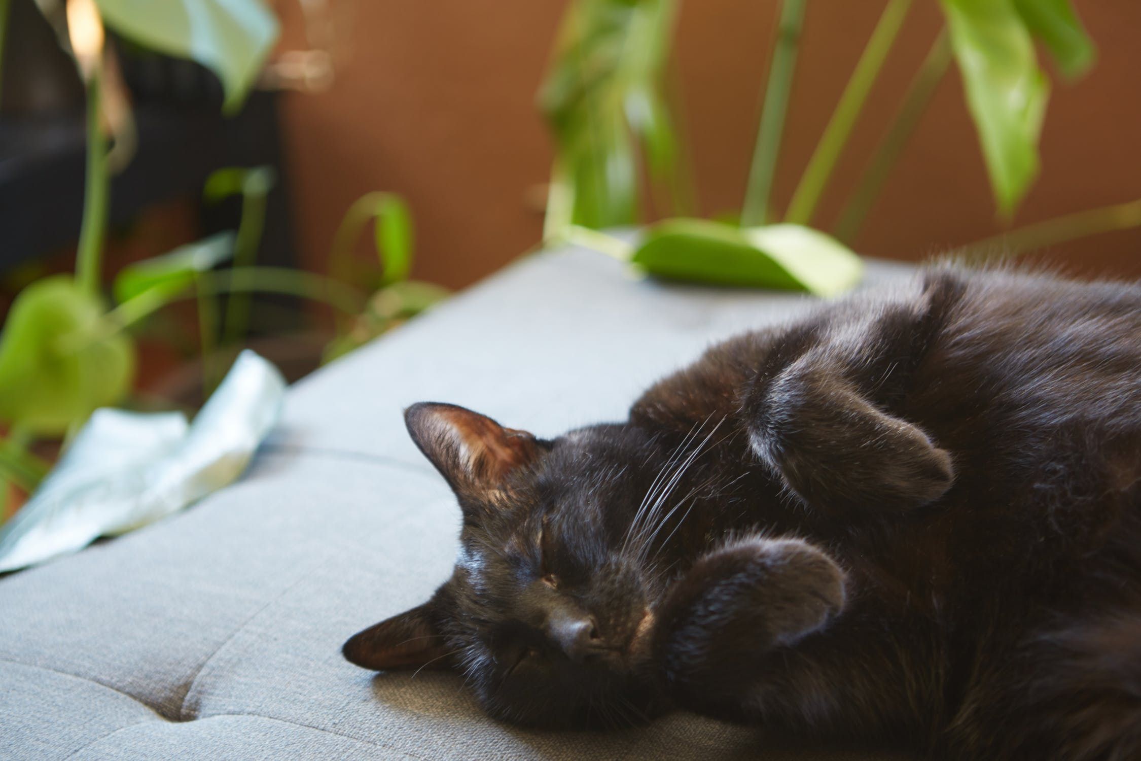 Selain Tanda Kalau Lagi Bahagia, Dengkuran Kucing Ternyata Juga 