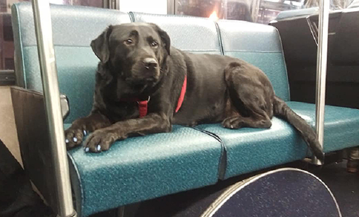 Gemas! Setiap Hari Anjing Ini Pergi Sendirian ke Taman dengan Naik Bus
