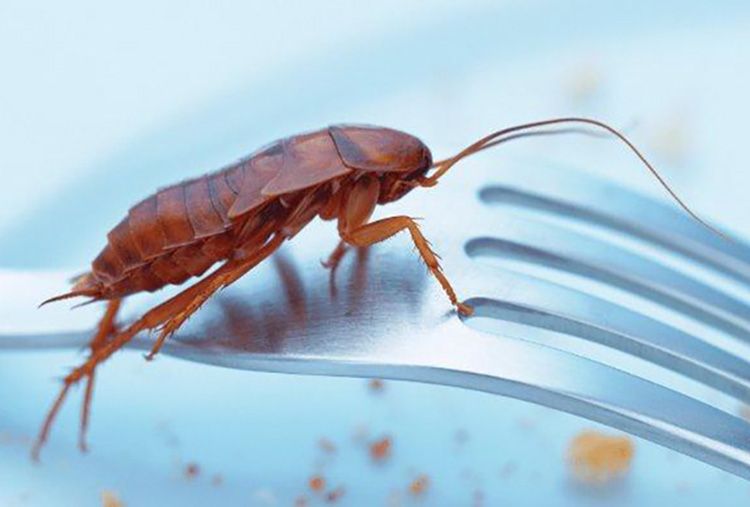 Banyak Kecoa Berkeliaran Di Dapur Anda Coba Gunakan Bahan Alami Ini Dijamin Ampuh Mengusirnya Semua Halaman Sajian Sedap