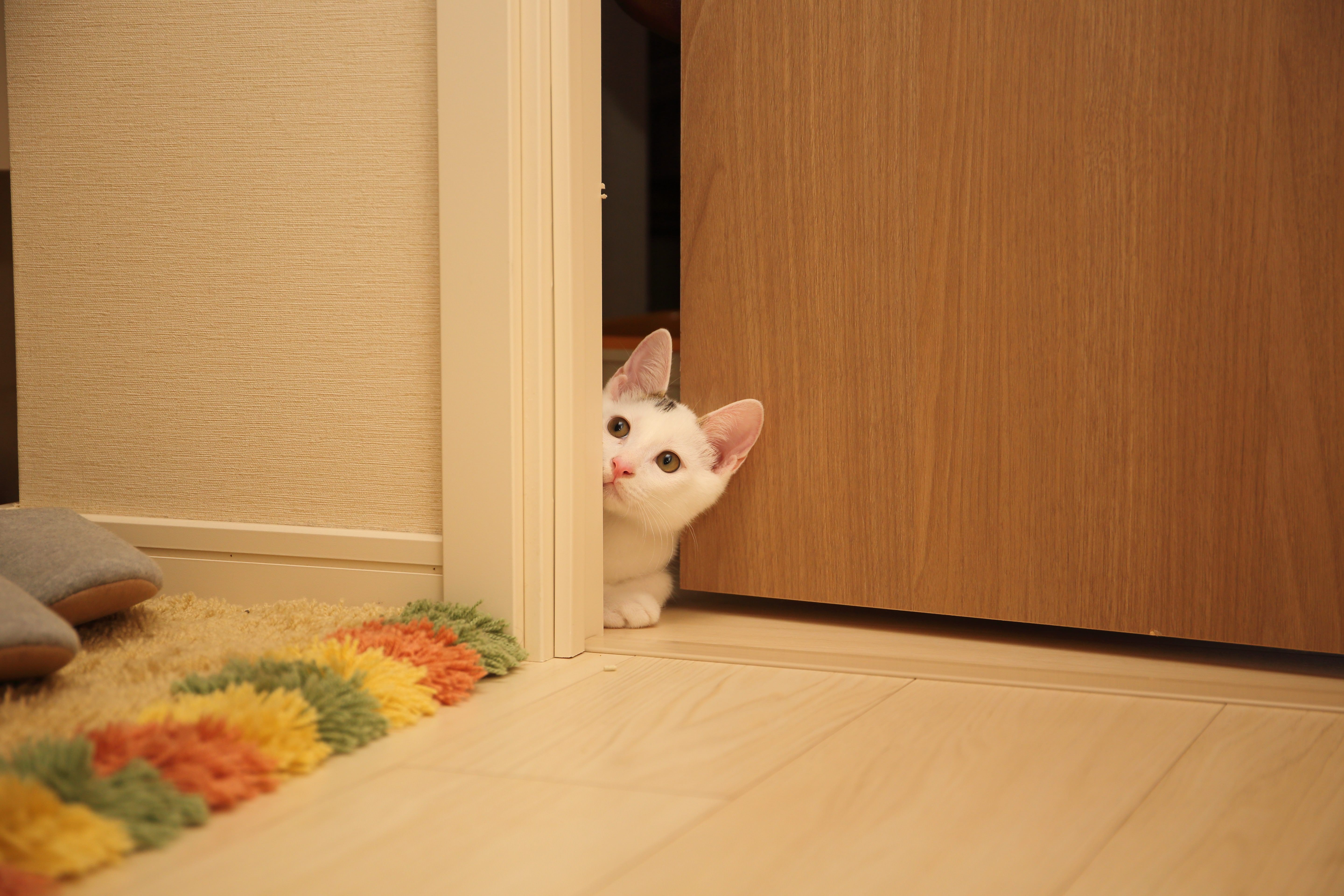Котенок пришел в дом. Коты и двери. Дверь для кота. Кот открывает дверь. Кот выглядывает из под двери.