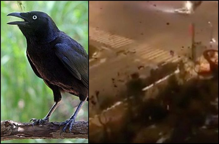 Identik Dengan Pertanda Petaka Ribuan Burung Gagak Terbang Di