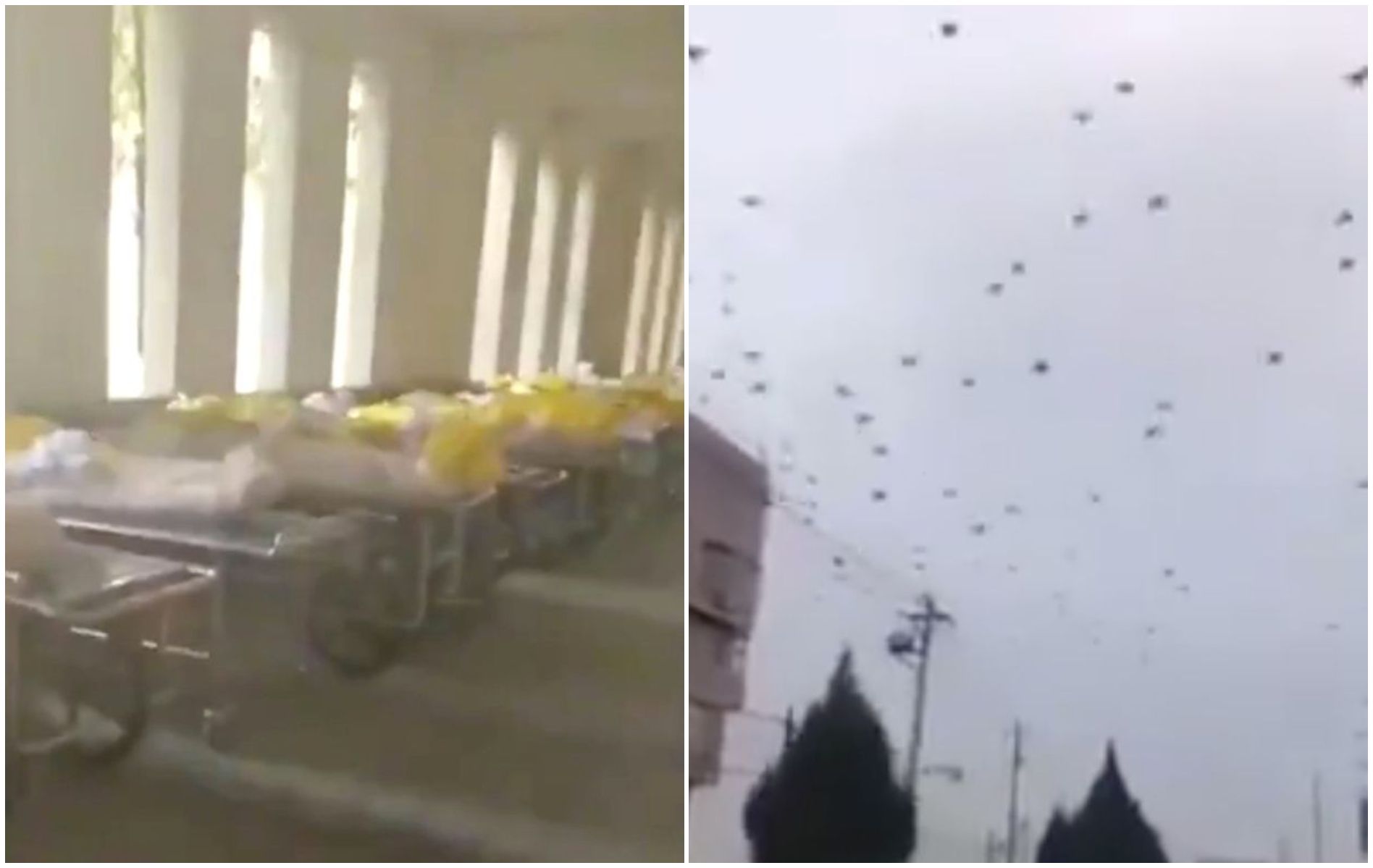 Berita Burung Terbaru Hari Ini Beredar Rekaman Mengerikan