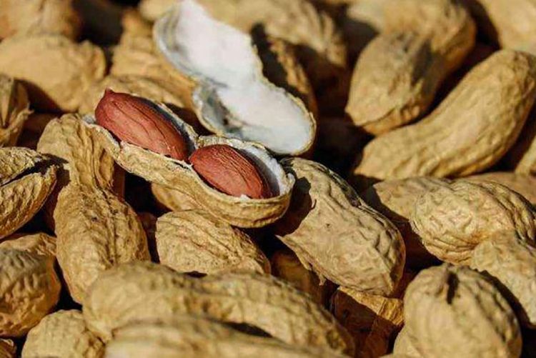 Enggak Nyangka Biasa Dibuang Buang Ternyata Kulit Kacang Bisa Datangkan Hal Ajaib Ini Wajib Dicoba Semua Halaman Sajian Sedap