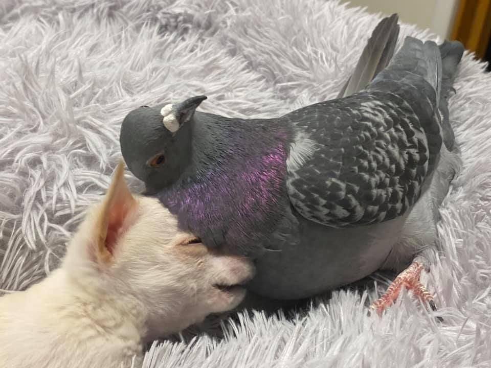 Berita Burung Merpati Terbaru Hari Ini Unik Sama Sama Enggak