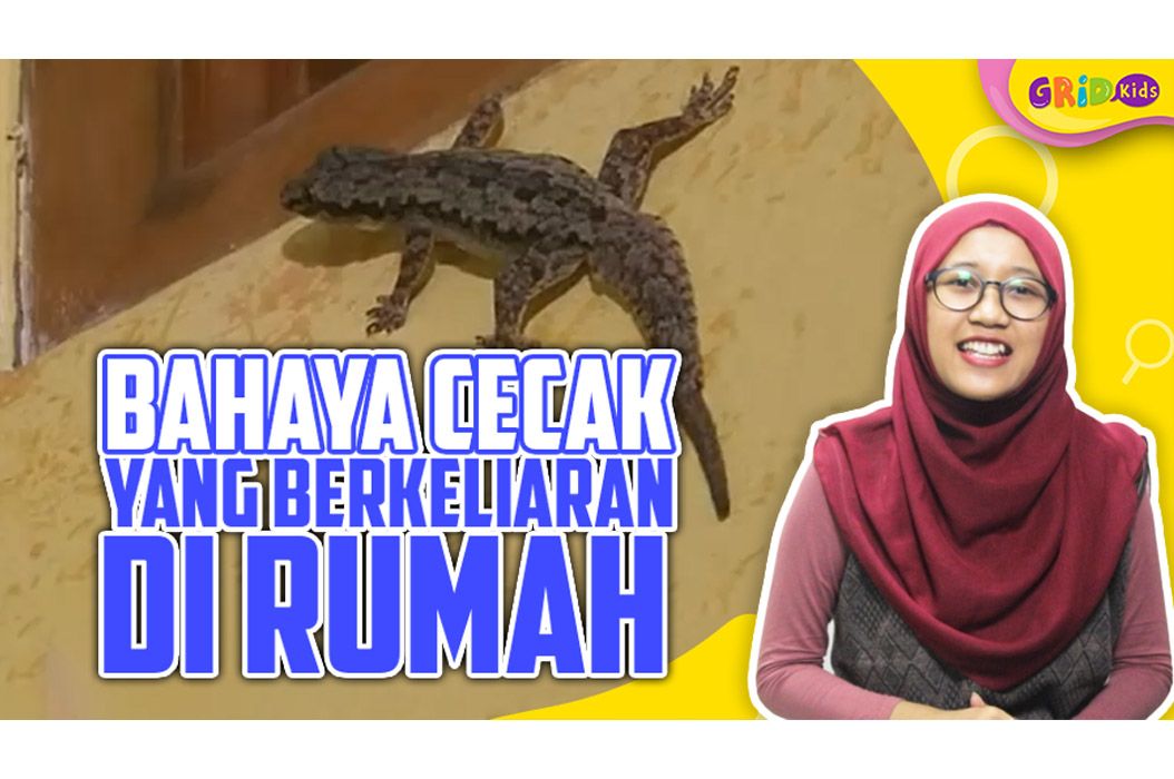 Sering Melihat Cicak Di Rumah Hati Hati Cicak Bisa Berbahaya Bobo