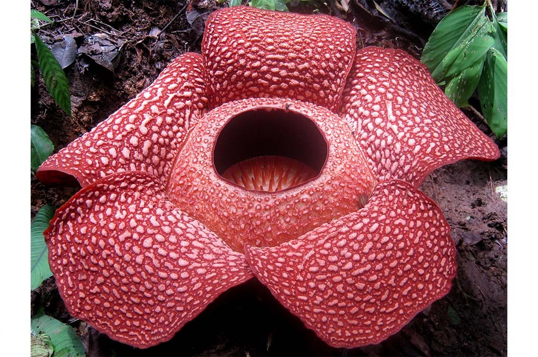 Sebutkan ciri khusus bunga raflesia