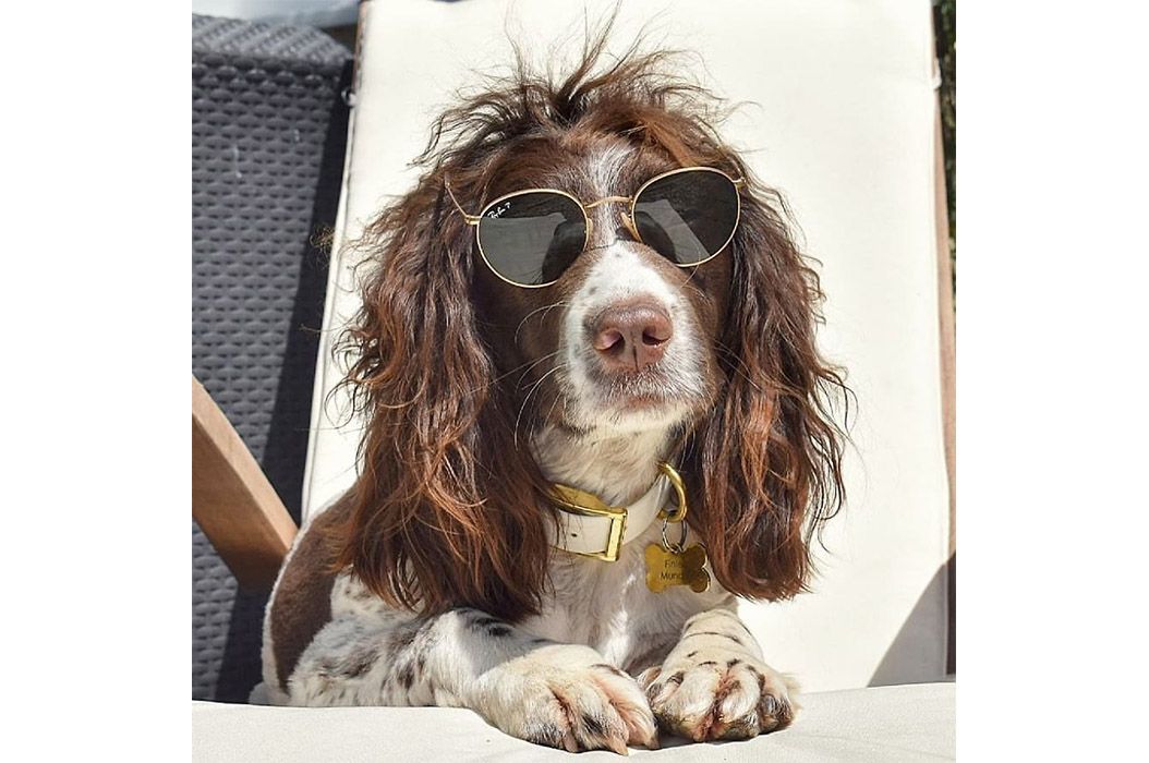 Punya Rambut Yang Menakjubkan Seperti Rock Star Anjing Ini Jadi