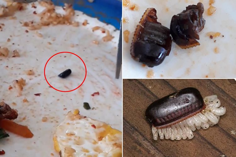 Disangka Kacang Merah Pelanggan Ini Kaget Campur Jijik Setelah Temukan Telur Kecoa Di Makanannya Warganet Boikot Semua Halaman Grid Fame