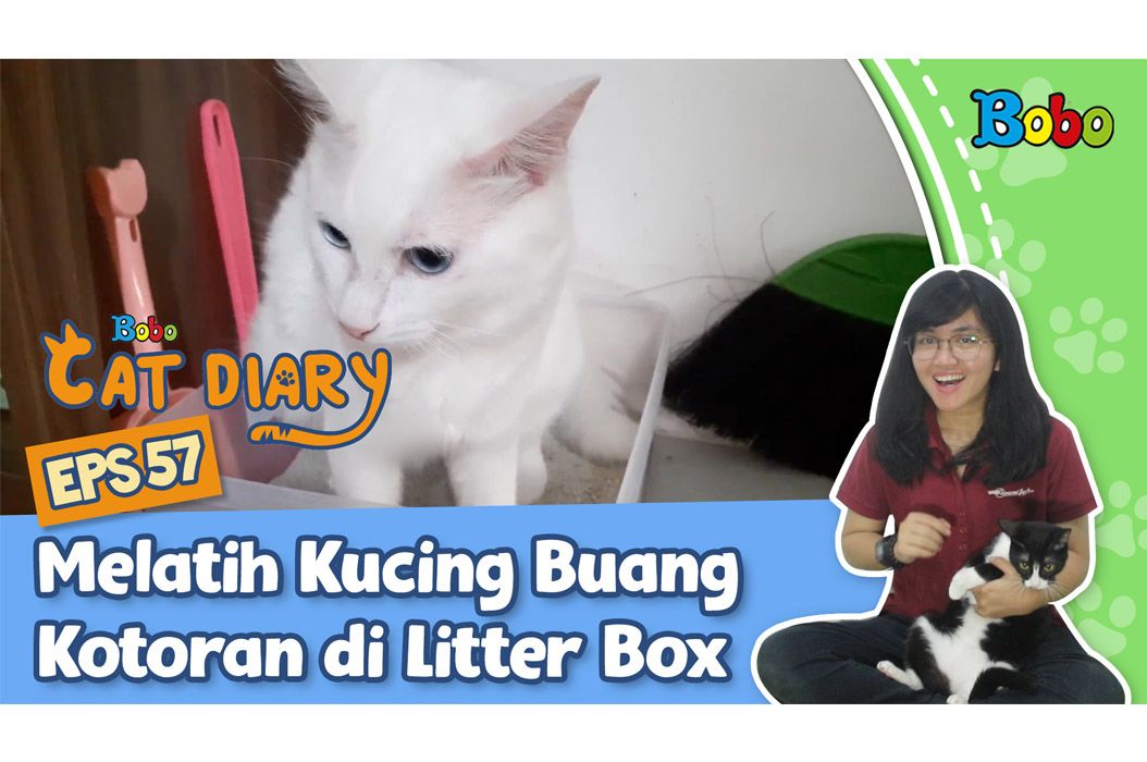 Cara melatih anak kucing pup di litter box hot sale
