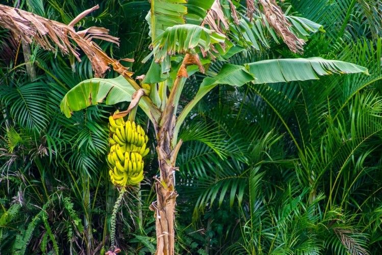 Cara Mencari Batu Akik Di Bawah Pohon Pisang – Mudah