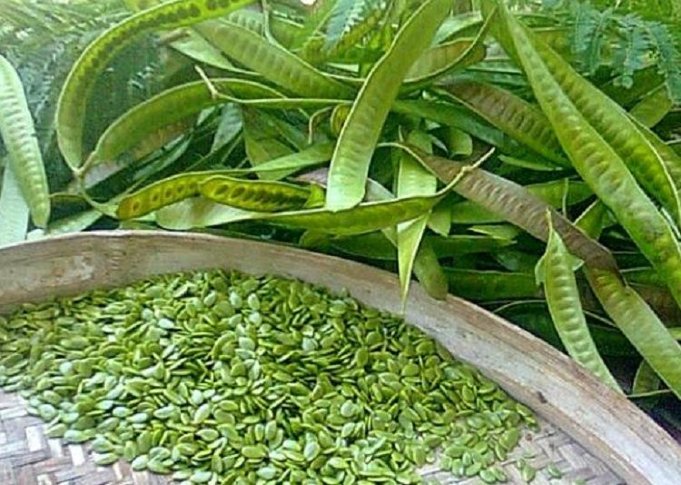 Enggak Nyangka Sering Diabaikan Ternyata Makan Petai Cina Bisa Jadi Obat Alami Sembuhkan Penyakit Mematikan Wajib Coba Semua Halaman Grid Fame