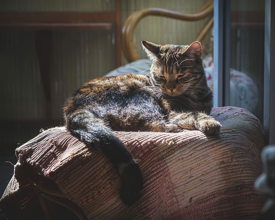 7 Penyebab Bulu Kucing Rontok dan Cara Mengatasinya, Coba Periksa