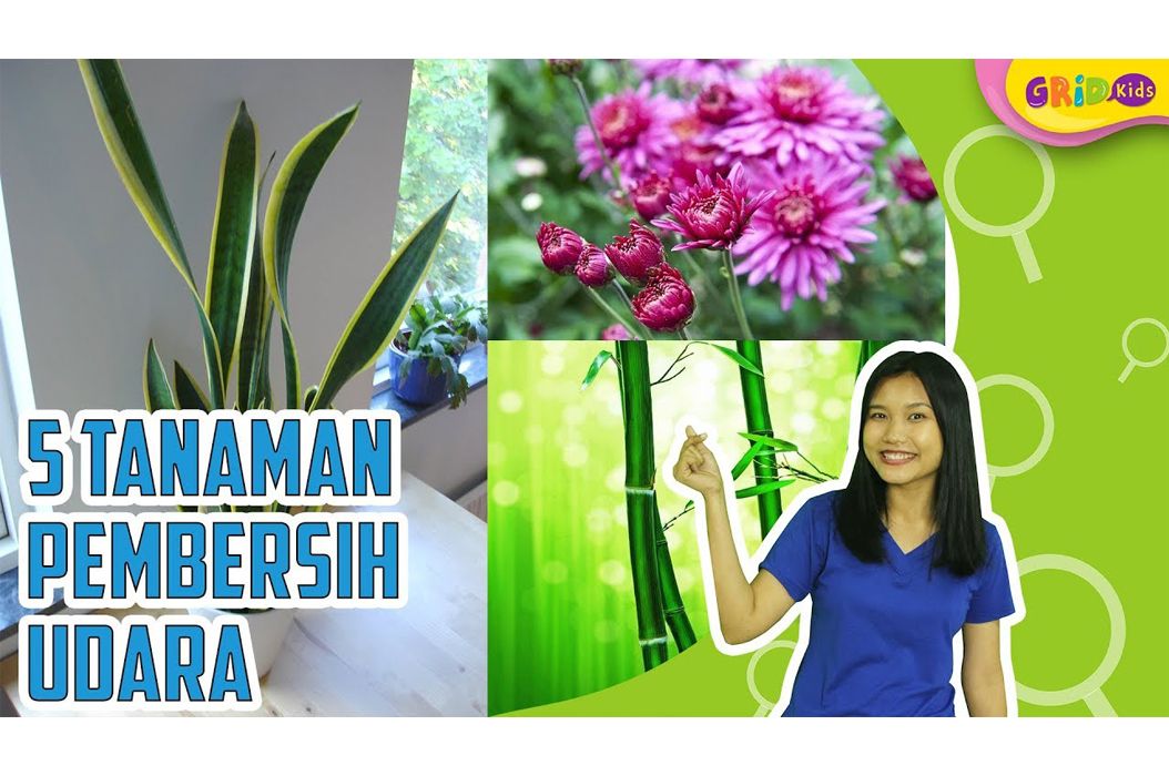 Selain Membuat Sejuk, 5 Tanaman Ini Juga Bisa Bersihkan Udara