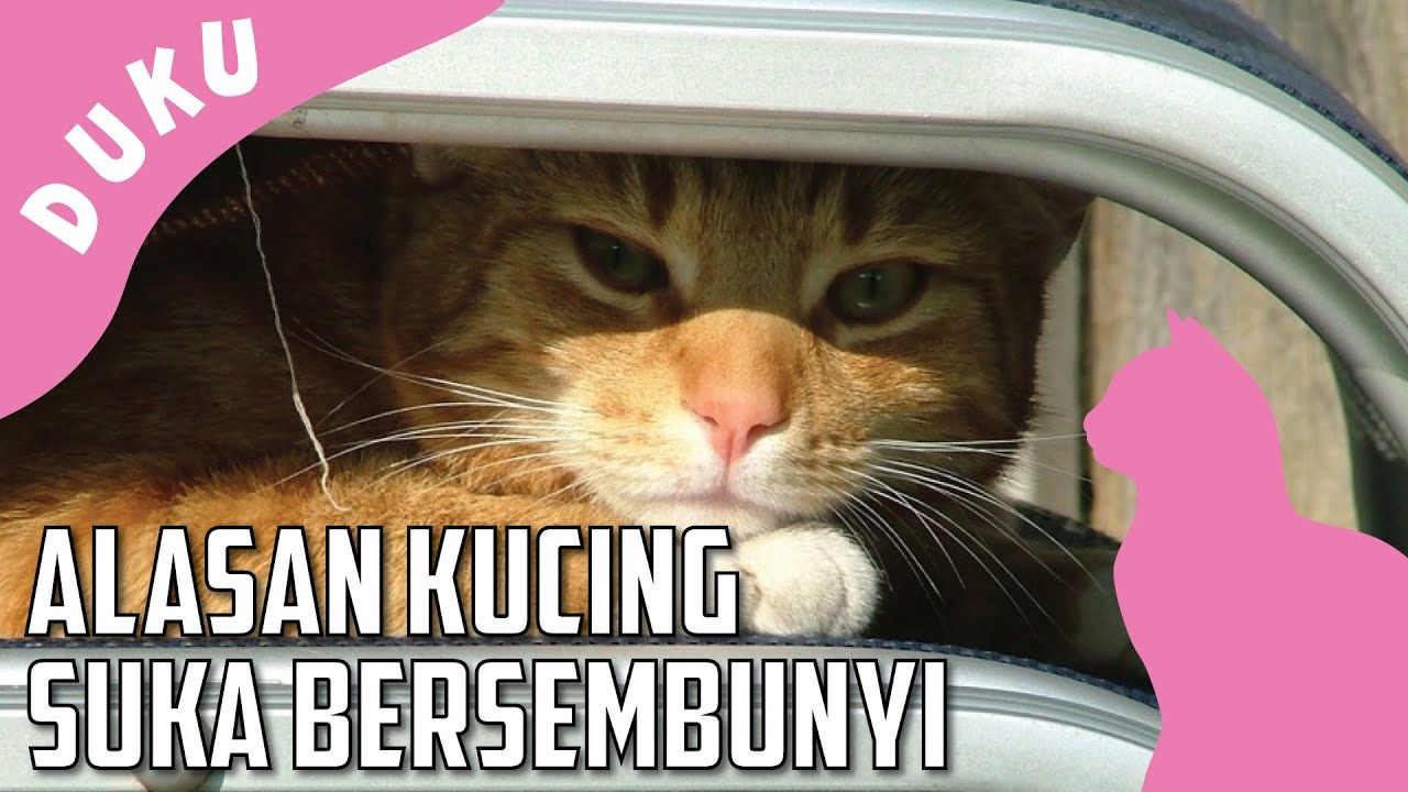 Inilah Alasan Mengapa Kucing Suka Bersembunyi