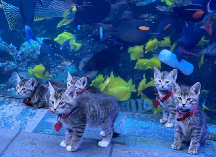 Gemas! Anak Kucing dan Anjing dari Penampungan Hewan Ini Diajak Jalan