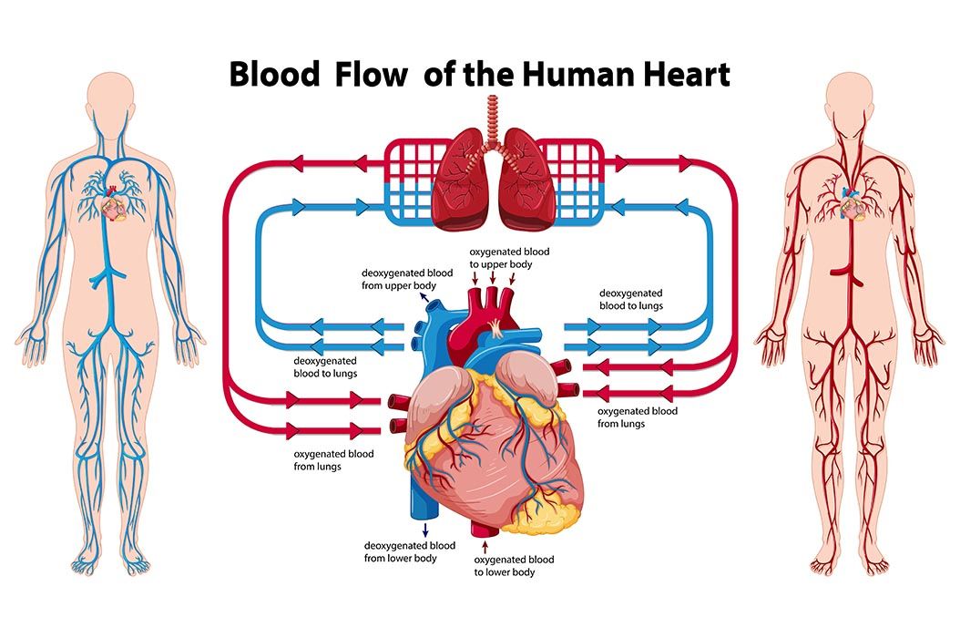Peredaran darah manusia dapat disebut peredaran darah tertutup karena
