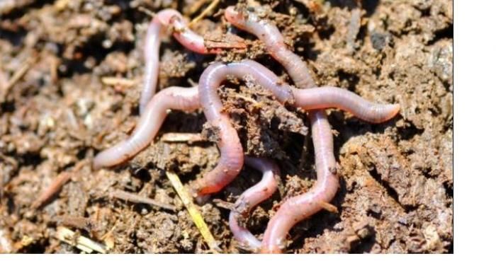 Mengapa Cacing Tanah Dapat Menyuburkan Tanah Guru Paud