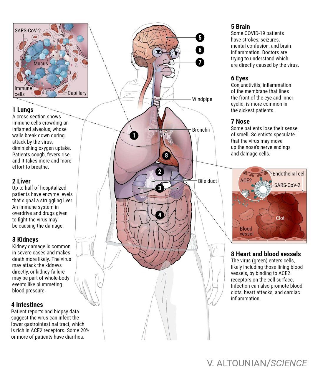 33+ Anatomi Fisiologi Virus Corona
