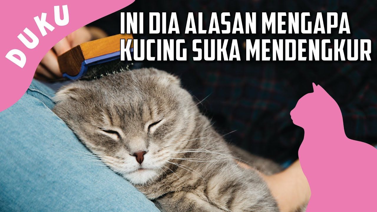 Mirip Dengan Kebiasaan Manusia, Ternyata Inilah Alasan Kucing Suka