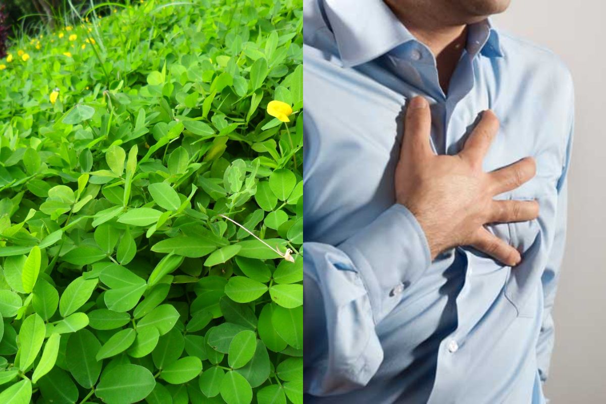 Ini Dia Manfaat Daun Landep Untuk Penyakit Dalam Salah Satunya Cegah Penyakit Kardiovaskular Semua Halaman Intisari Ini Dia Manfaat Daun Landep Untuk Penyakit Dalam Salah Satunya Cegah Penyakit Kardiovaskular Semua Halaman Intisari