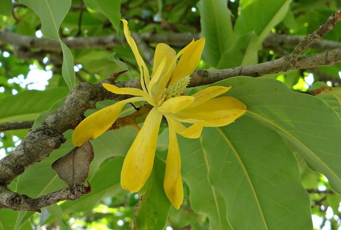 Ada Yang Aromanya Seperti Pisang Cari Tahu Serba Serbi Bunga Cempaka Bunga Harum Yang Ada Di Lagu Bungong Jeumpa Semua Halaman Bobo