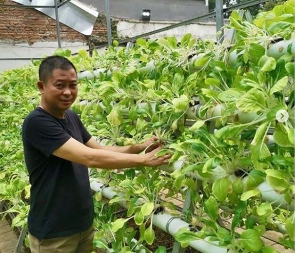 Hidroponik Menanam Dalam Air Cocok Untuk Berkebun Di Rumah Kenali