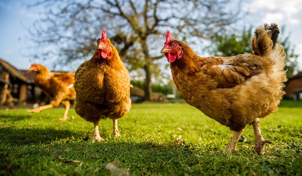 Hati Hati Memelihara Ayam Di Rumah Bisa Jadi Bom Waktu Yang Mematikan Kok Bisa Semua Halaman Sonora Id