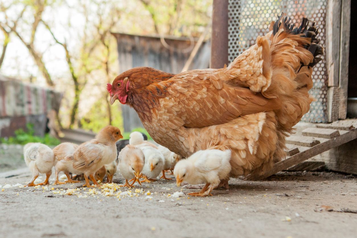 Pelihara Ayam Di Rumah Sama Dengan Nyimpen Bom Waktu Kok Bisa Semua Halaman Hai