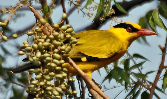 Kepodang Emas, Burung Berbulu Kuning Keemasan dengan Nilai  