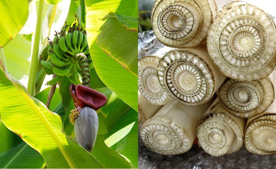 Bukan Hanya Buahnya Yang Bermanfaat Wanita Ini Buktikan Sendiri Khasiat Jus Batang Pisang Yang Rutin Dikonsumsi Setiap Hari Dan Rasakan Perubahan Ini Pada Tubuhnya Semua Halaman Pop Grid Id