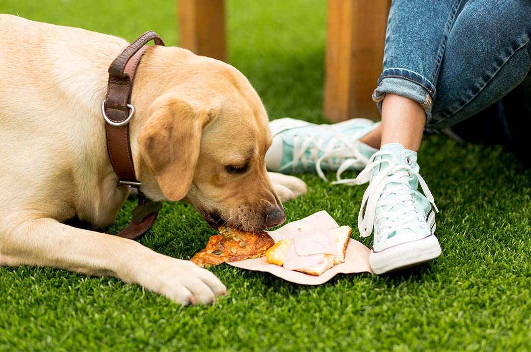 Punya Anjing Peliharaan? Hindari Memberi 6 Jenis Makanan Ini ...