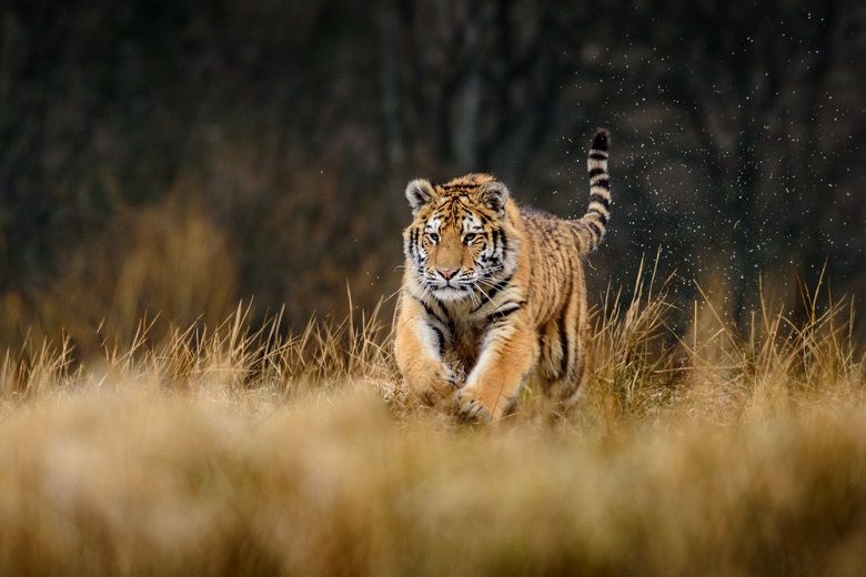 Sering Jadi Sasaran Pemburu Bagaimana Jadinya Jika Seluruh Harimau Punah Semua Halaman National Geographic